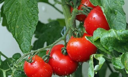 Tomaten – Liebe, Sünde & Gesundheit