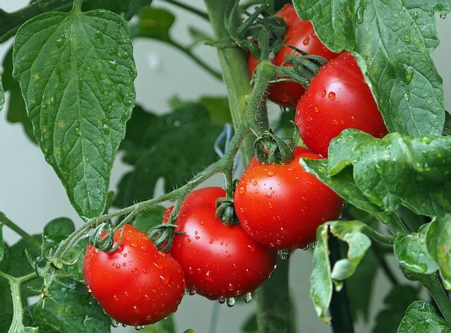 Tomaten-Strauch