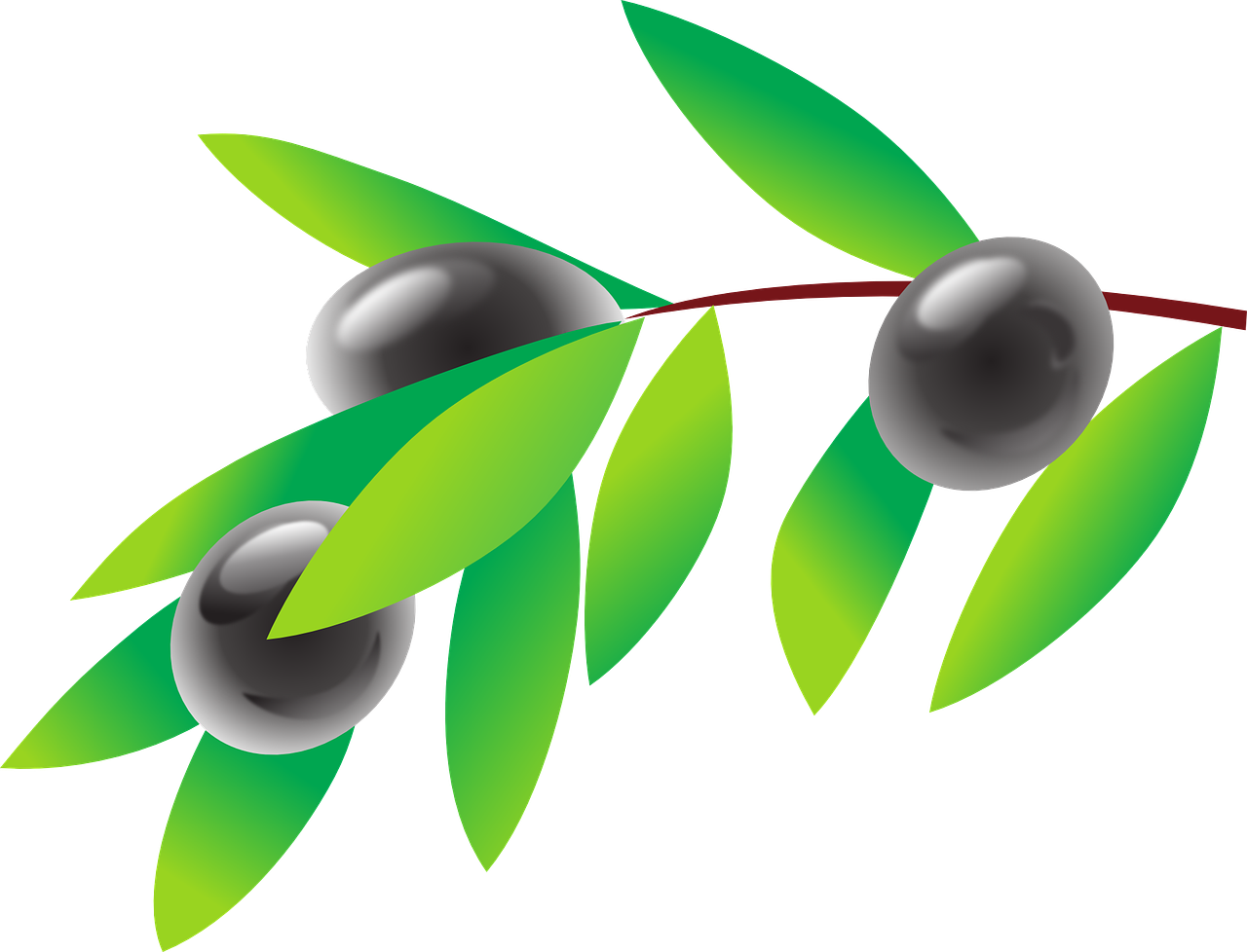 Olivenpflanze-transparent