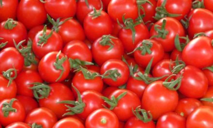 Tomaten entwickeln eine Schutzfunktion und verwandeln Raupen in Kannibalen