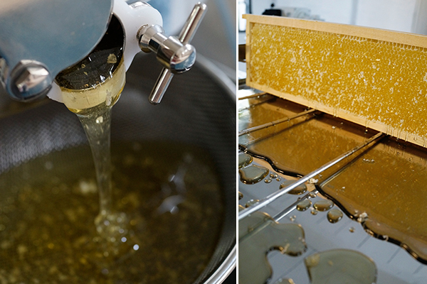 nachhaltige Honig-Produkte von Golden Girls Honey