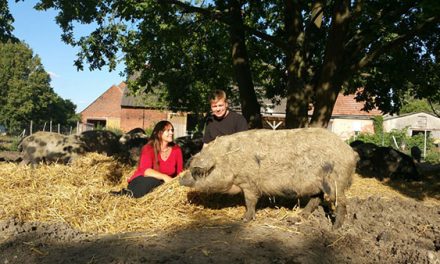 Bio-Wurst aus Wollschweinen vom Arenzhain Hof