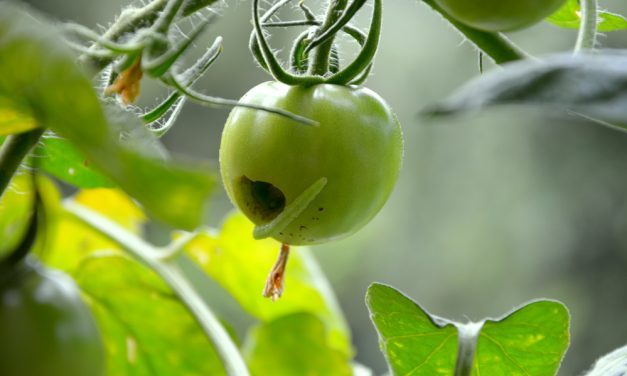 Tomaten entwickeln eine Schutzfunktion und verwandeln Raupen in Kannibalen