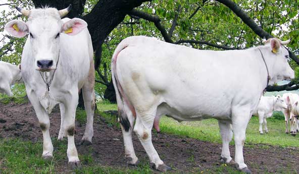 Alte Rinderrasse: Bianca Modenese Kühe für den besten Parmesan der Welt.