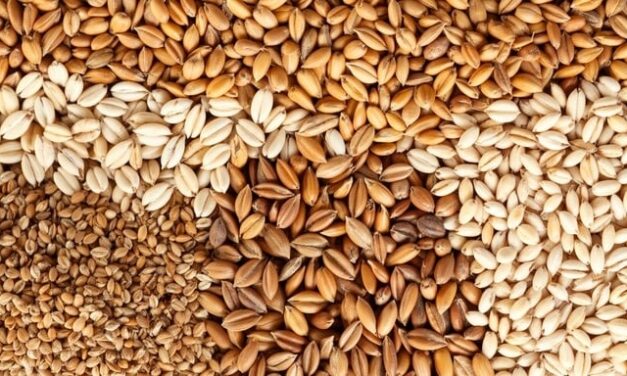 Weizenchaos auf dem Acker: Warum Landwirte jetzt auf Wildmix statt Monokultur setzen